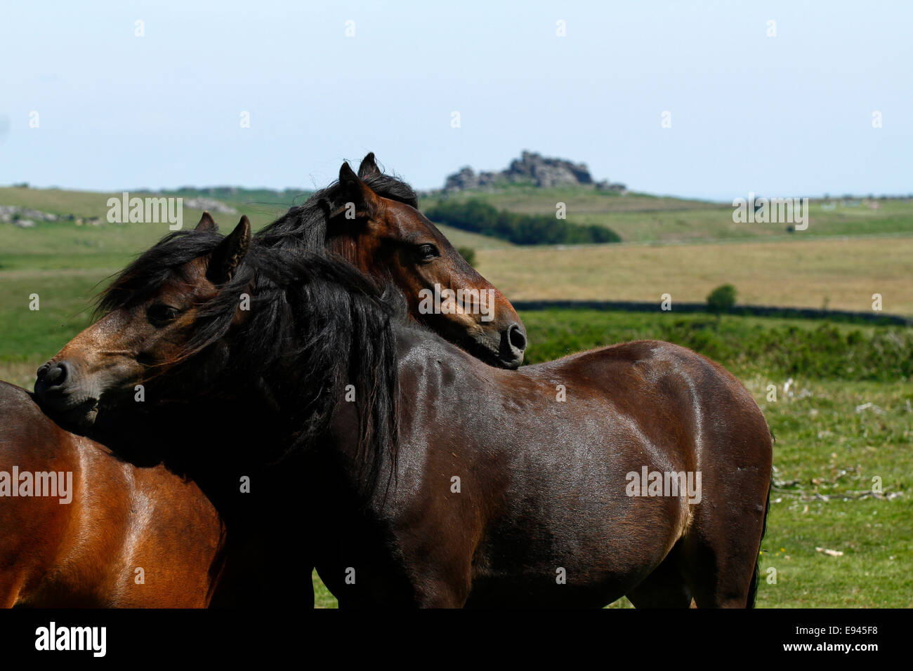 Paesaggio foto di due bay wild Dartmoor pony toelettatura ogni altro graffiare ogni altri dorsi, Hound Tor in background Foto Stock