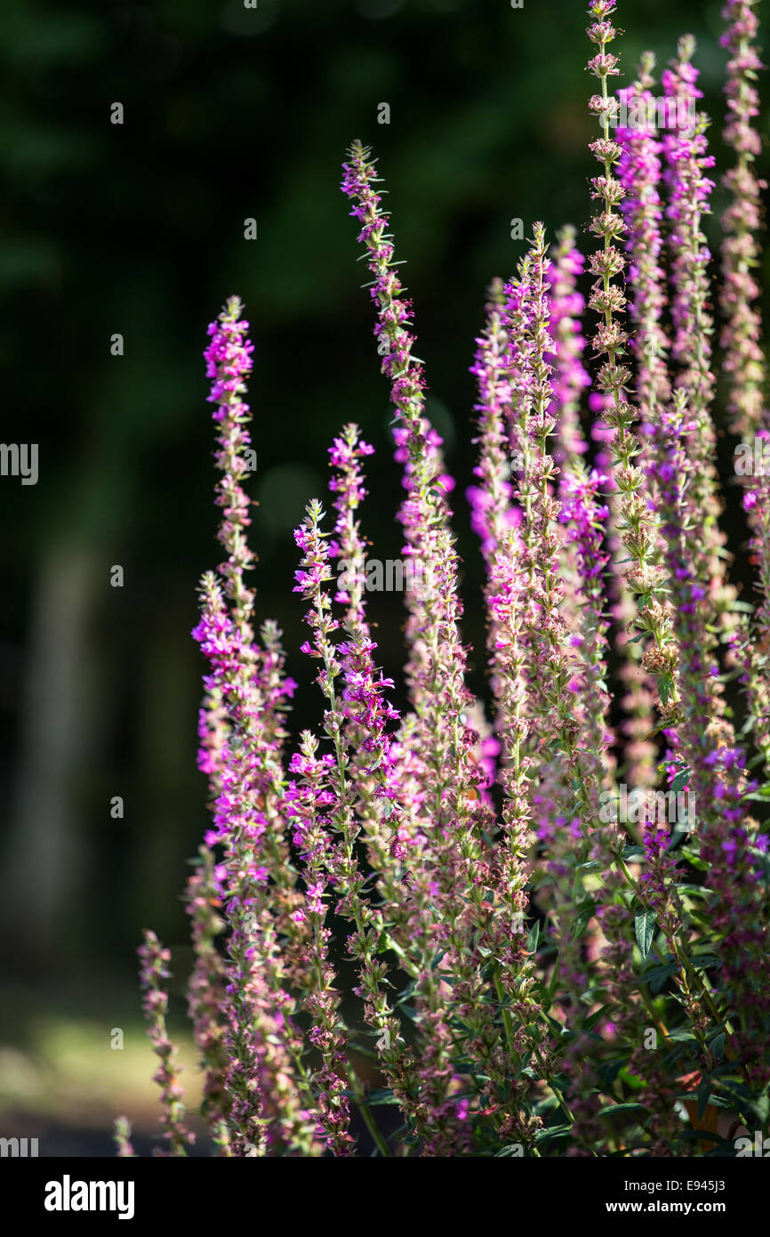 Purple Loosestrife - Lythrum virgatum 'Dropmore viola' Foto Stock