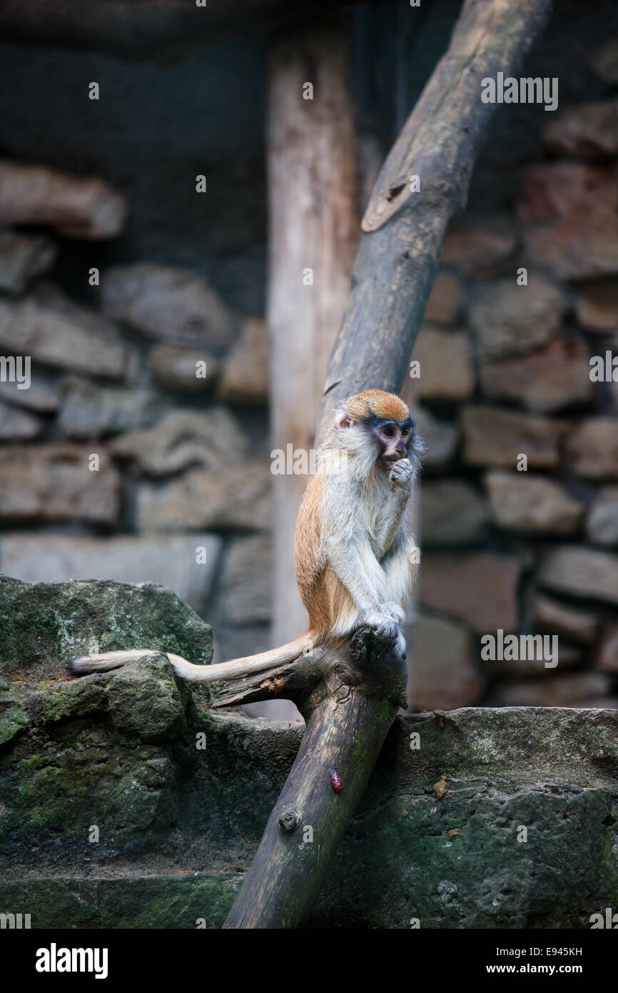 Giovani Patas monkey in Riga zoo di mangiare qualcosa Foto Stock