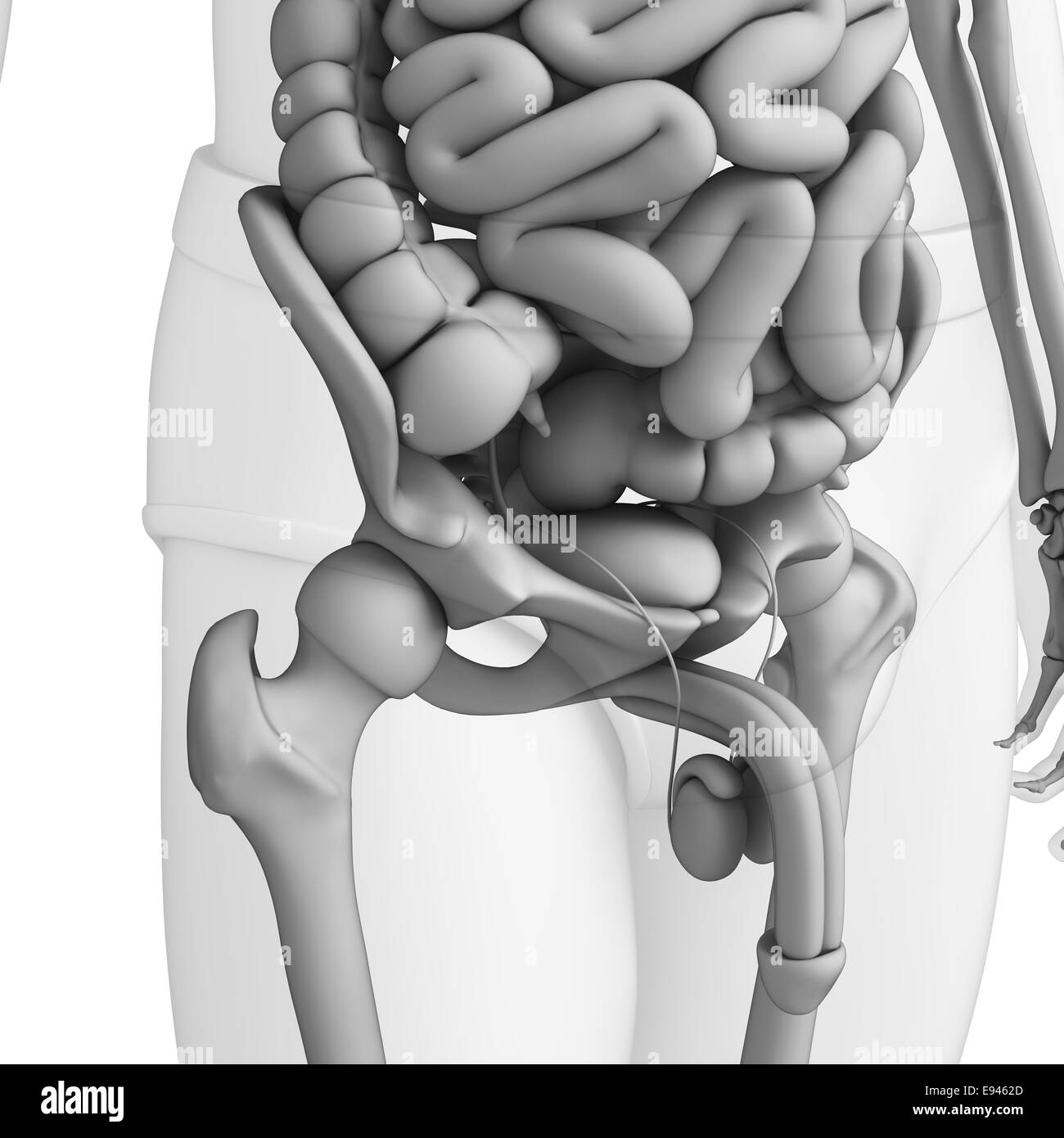 Illustrazione del maschio sistema urinario Foto Stock
