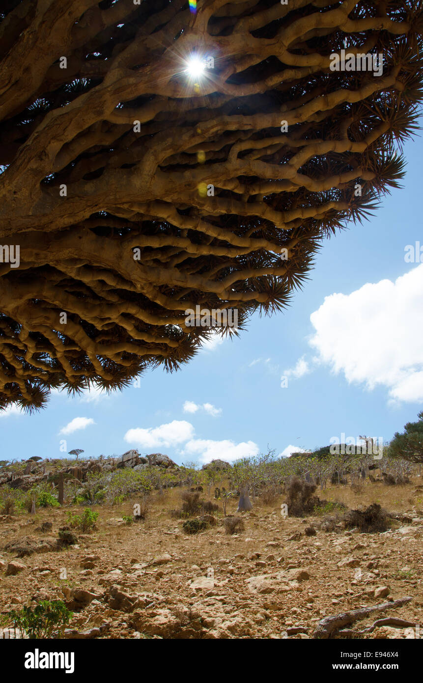 Socotra, Yemen: un raggio di luce attraversa un drago albero di sangue nell'Altopiano Homhil Foto Stock