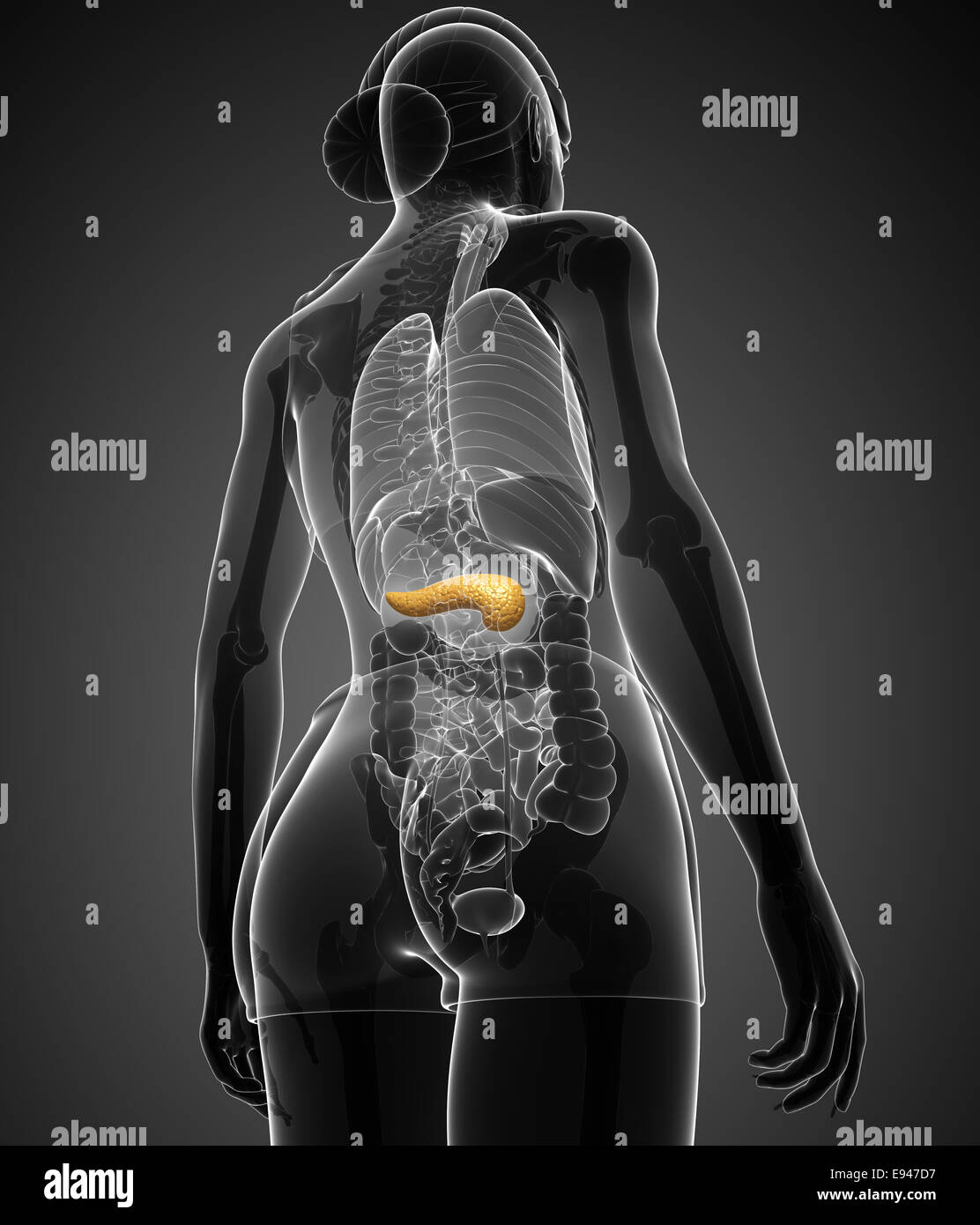 Illustrazione della femmina anatomia del pancreas Foto Stock