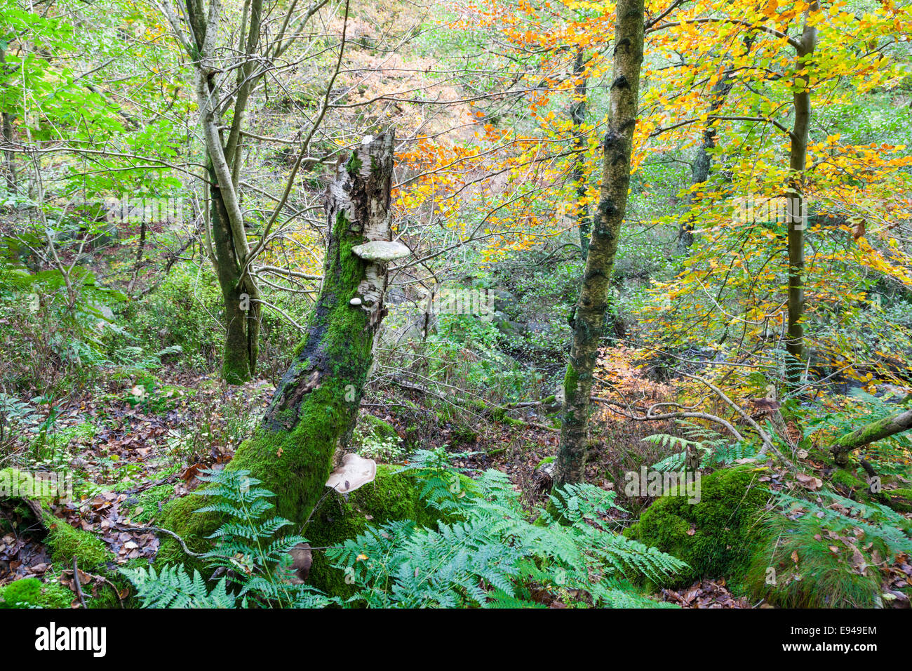 I fitti boschi con alberi di betulla, staffa di funghi, felci e muschi in autunno. Padley Gorge, Derbyshire, Parco Nazionale di Peak District, Inghilterra, Regno Unito. Foto Stock