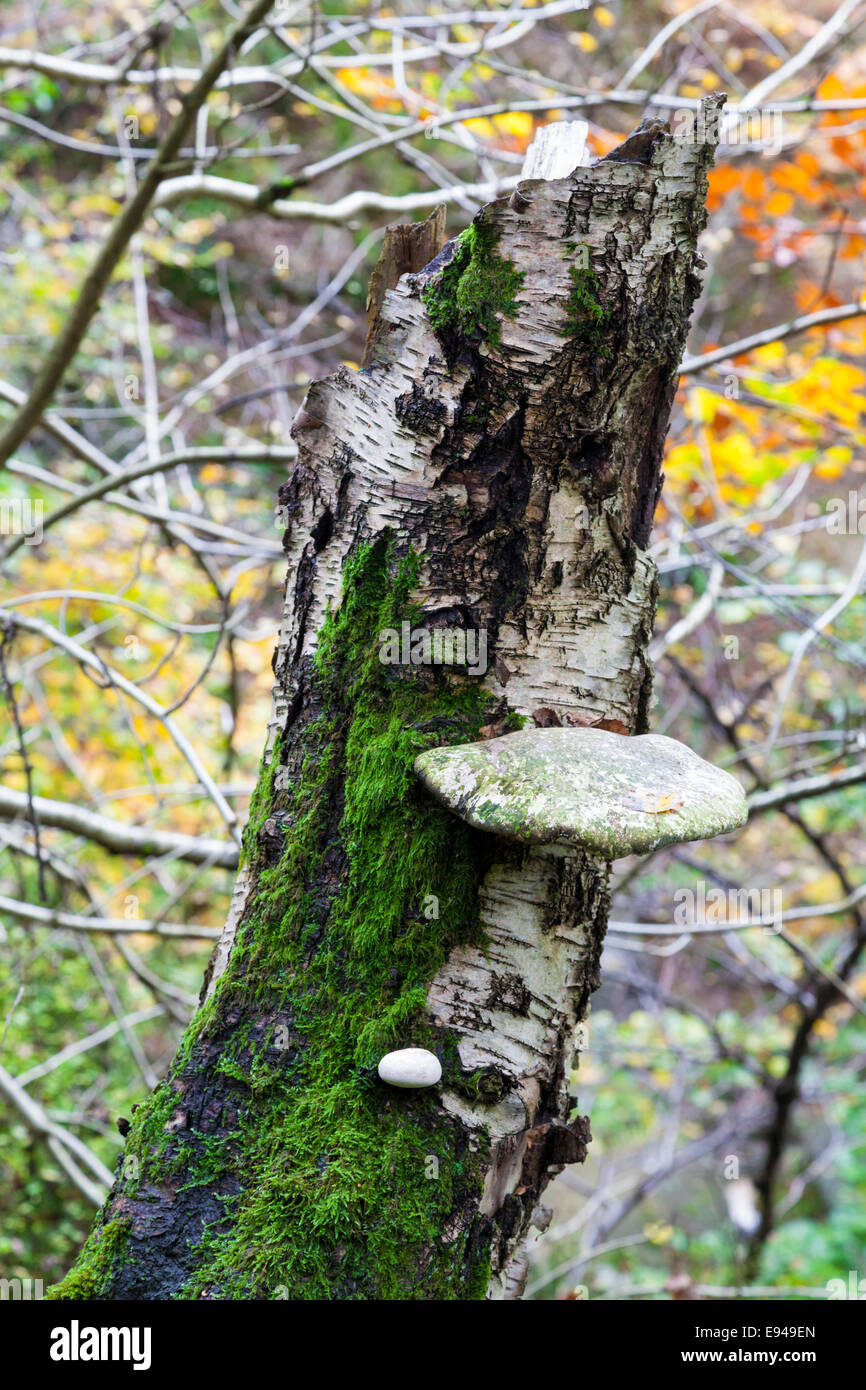 La staffa del fungo o funghi. Birch Polypore o un rasoio strop (Piptoporus betulinus) su un punto morto betulla. Padley Gorge, Derbyshire, Peak District, REGNO UNITO Foto Stock