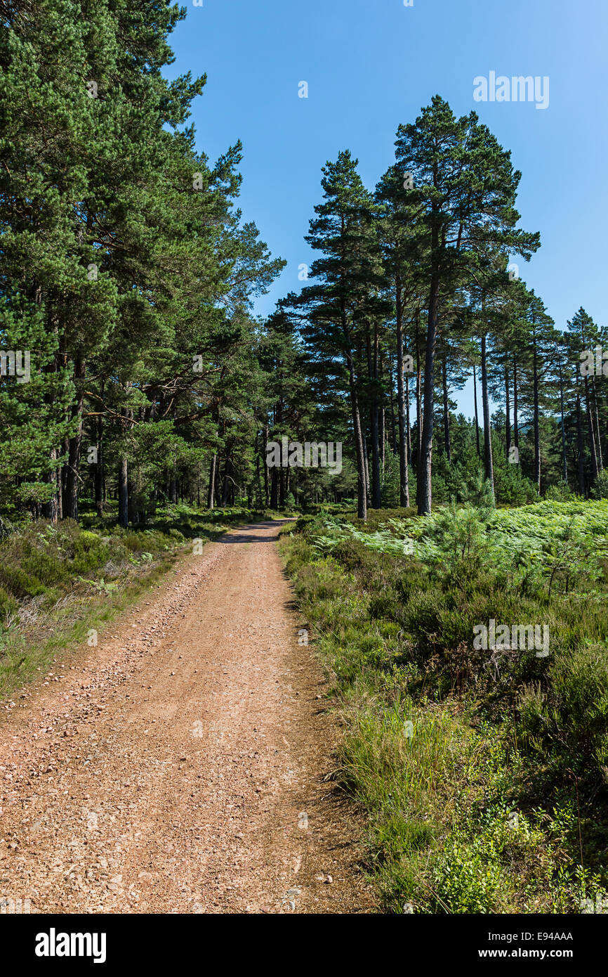 Strada forestale e il pino silvestre. Foto Stock