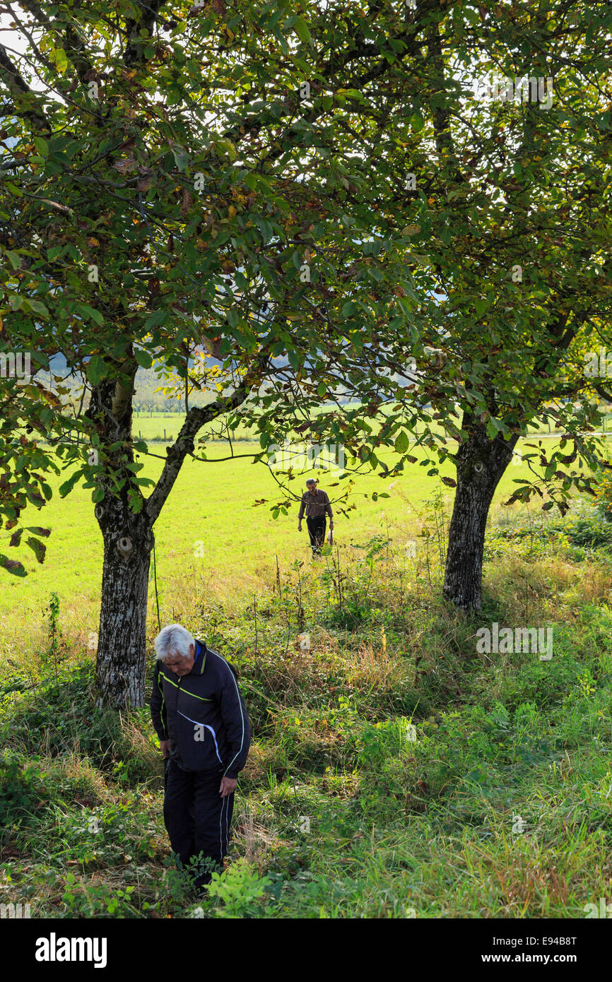 Gli uomini locali raccogliere le noci caduti da alberi crescente selvatici lungo la strada in autunno. Nevy-sur-Seille Jura Franche-Comte Francia Foto Stock