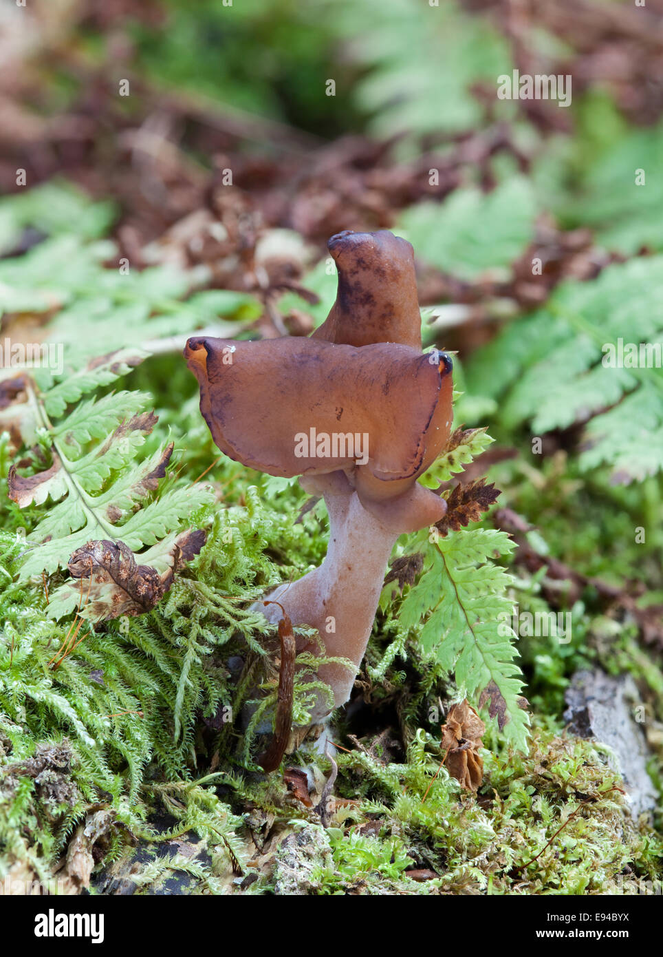 Incappucciati false fungo morel Foto Stock