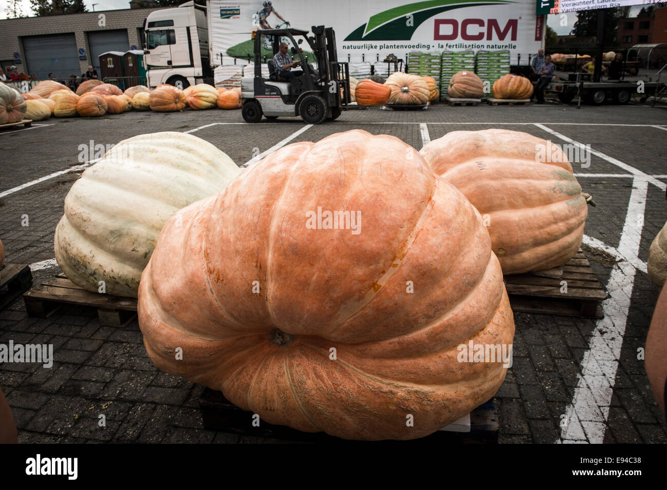 Bruxelles, BXL, Belgio. Xix oct, 2014. La pesatura della zucca durante il concorso per la più pesante zucche belga in Kasterlee, Belgio su 19.10.2014 La zucca più pesante è in grado di raggiungere più di 500 kg da Wiktor Dabkowski Credito: Wiktor Dabkowski/ZUMA filo/Alamy Live News Foto Stock