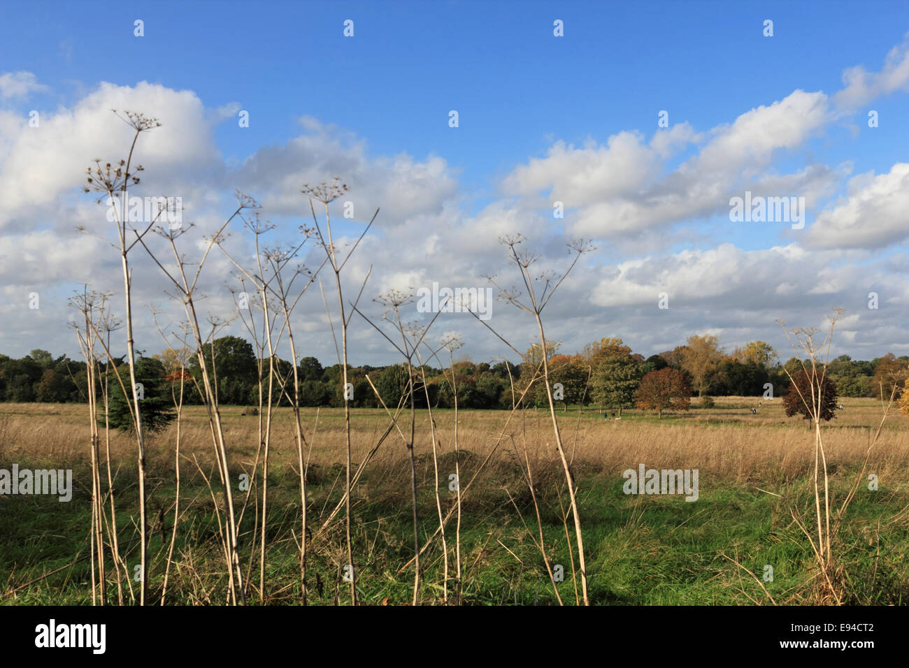 Nonsuch Park, CHEAM SURREY, Regno Unito. Il 19 ottobre 2014. Una bella e calda giornata in Nonsuch Park, con la luce del sole migliorando i colori dorati dell'autunno. Un popolare sito per cane per camminatori, Nonsuch Park si trova tra Cheam and Ewell nel Surrey, e fu la casa di Enrico VIII Nonsuch Palace in Tudor times, che fu demolita nel 1682. Credito: Julia Gavin UK/Alamy Live News Foto Stock