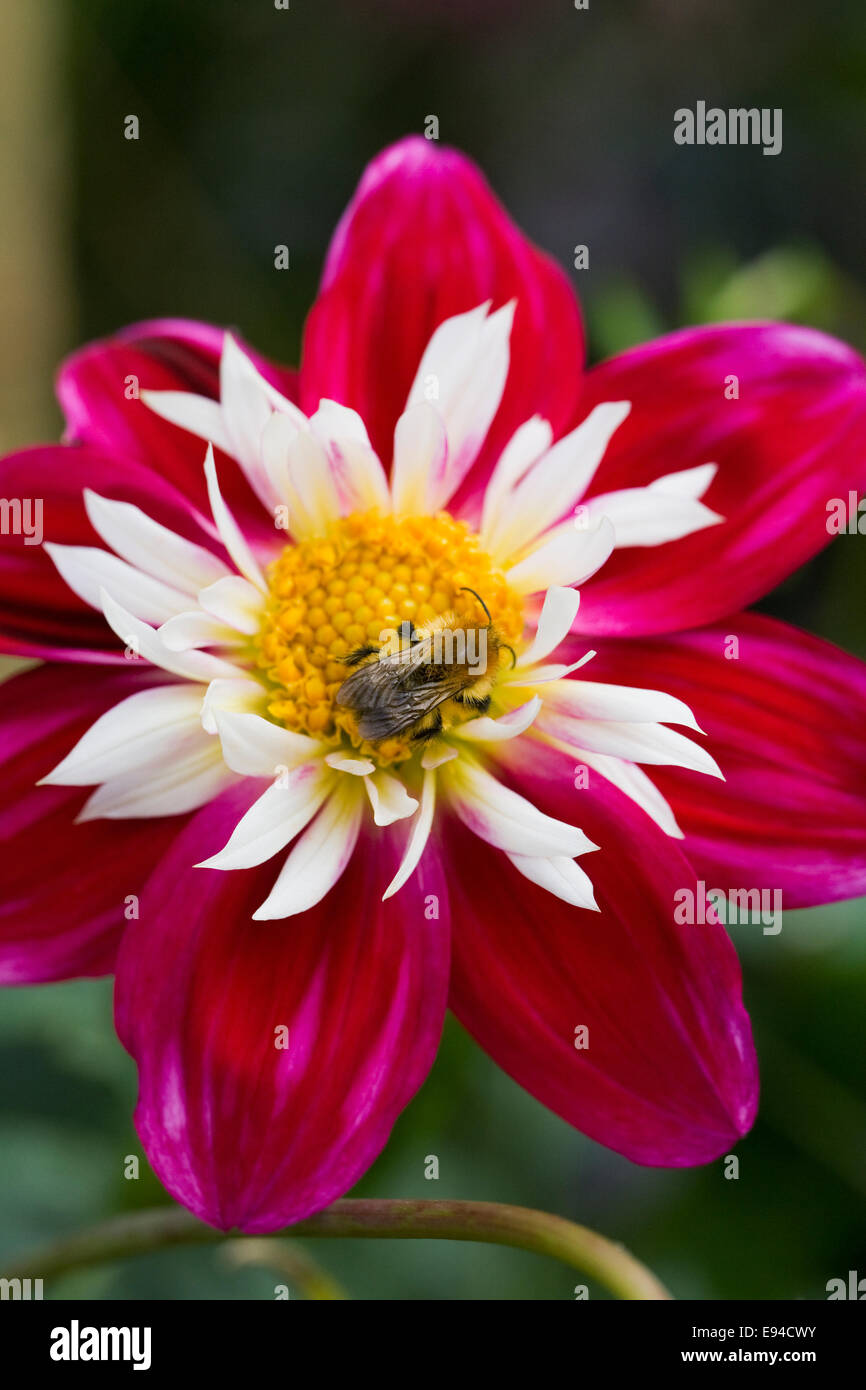 Ape di miele sul fiore di Dahlia 'Olivia'. Foto Stock