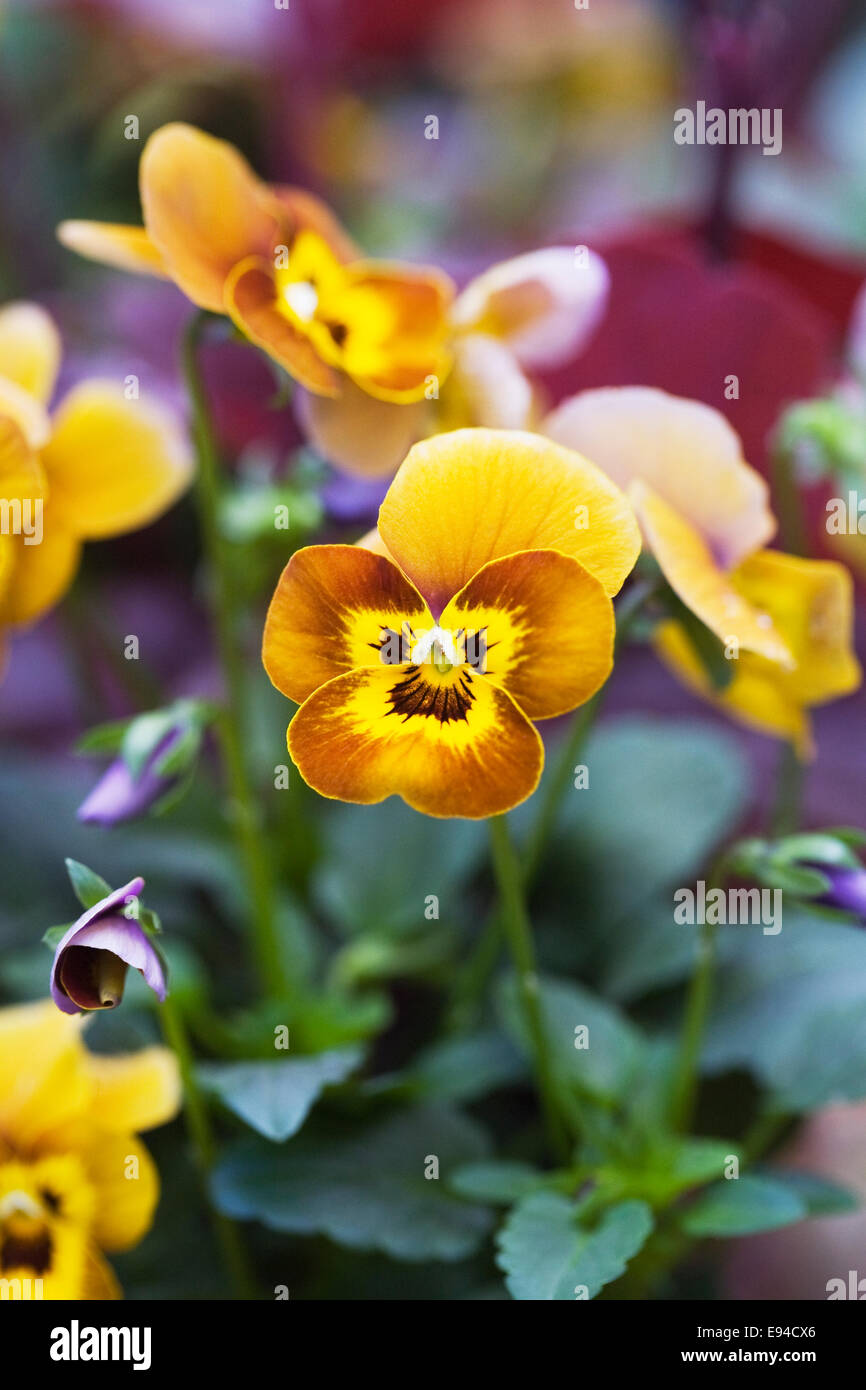 Viola deltini "Honey Bee". Foto Stock