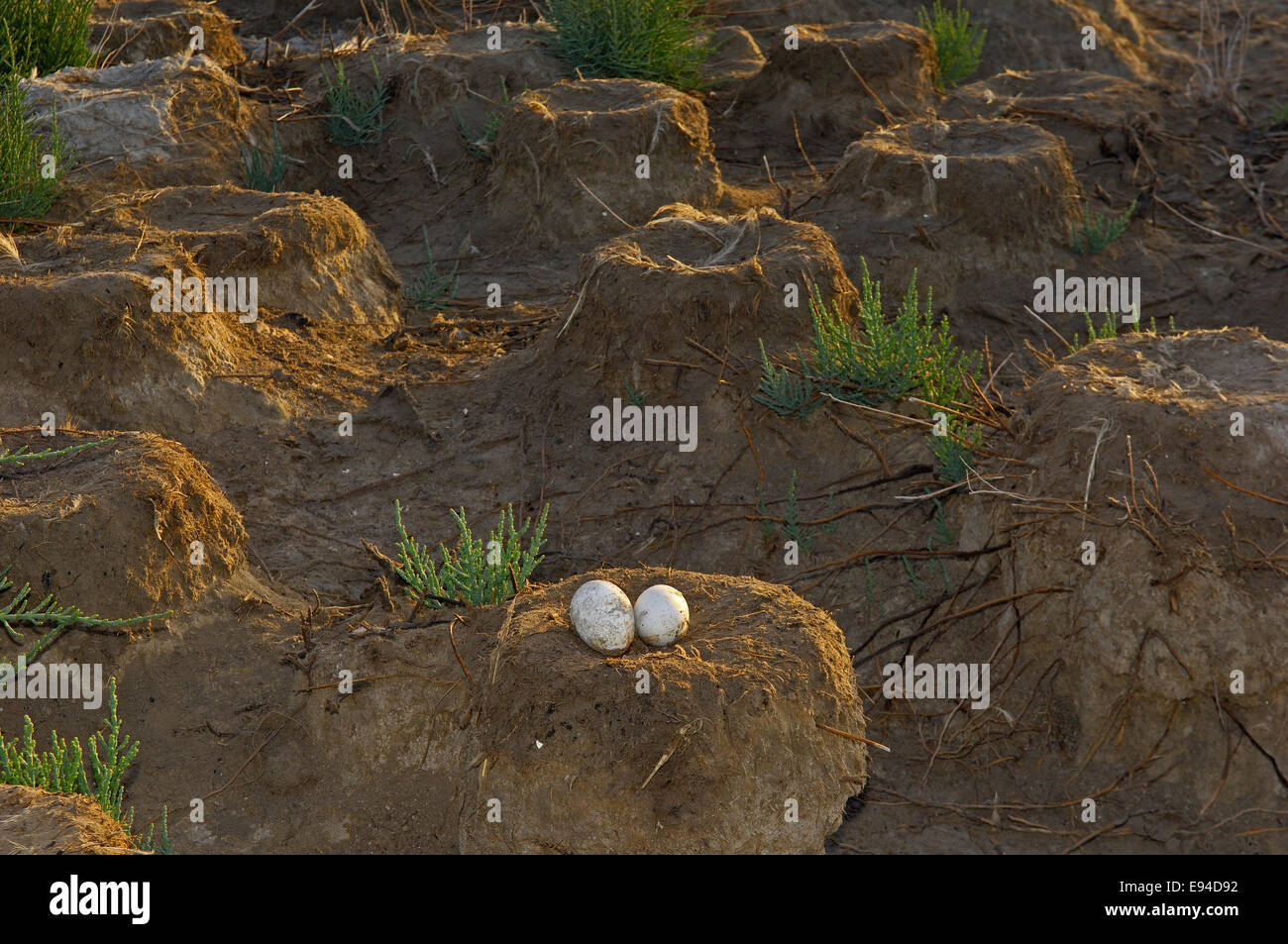 Fuente de Piedra Laguna, fenicottero maggiore (Phoenicopterus ruber), nido, M‡laga provincia, Andalusia, Spagna, Europa Foto Stock