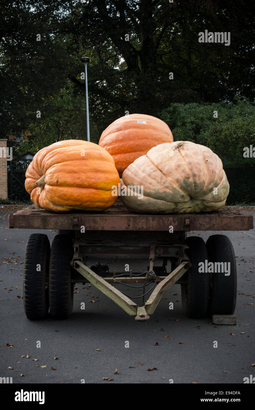 La pesatura della zucca durante il concorso per la più pesante zucche belga in Kasterlee, Belgio su 19.10.2014 La zucca più pesante è in grado di raggiungere più di 500 kg da Wiktor Dabkowski Foto Stock