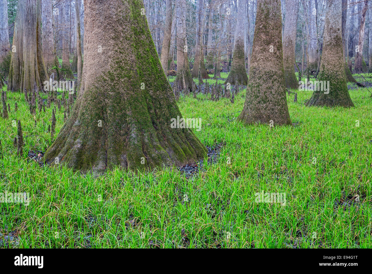 Acqua Tupelo (Nissa aquatica) con molla sedge crescita. Lago di saggio, Congaree National Park, Carolina del Sud. Foto Stock