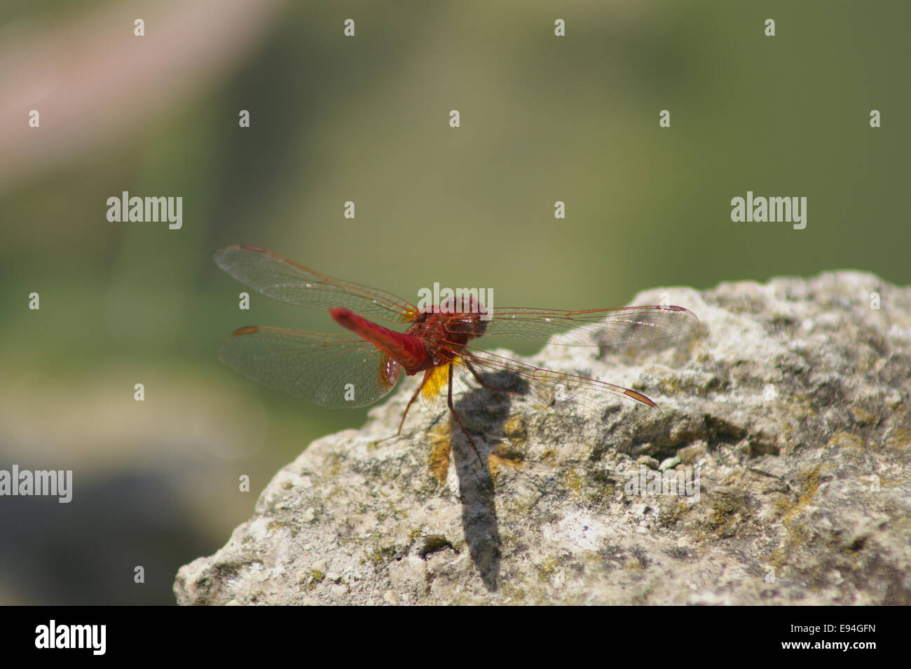 Crocothemis erythraea - Scarlet Libellula Foto Stock