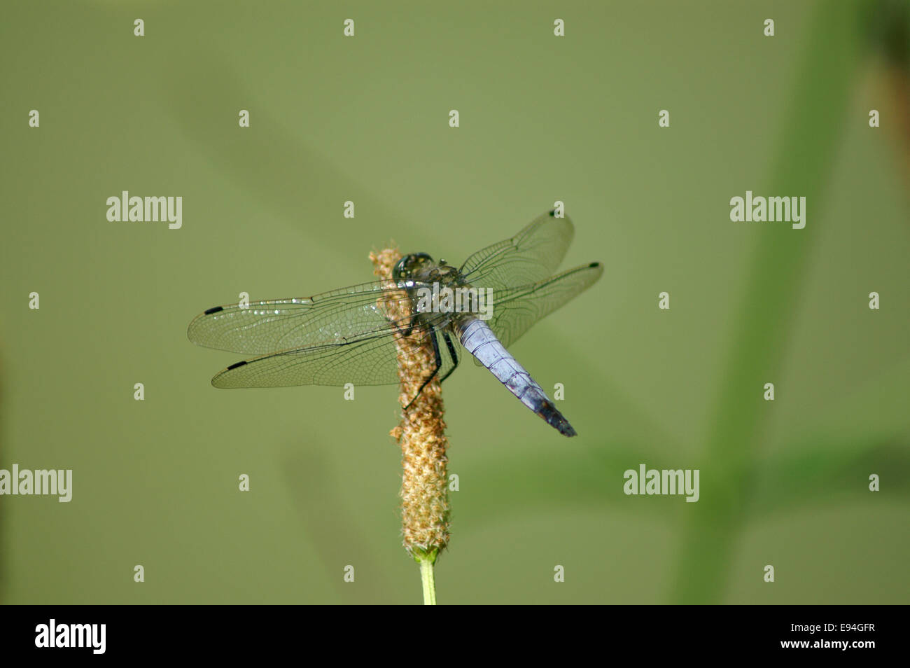 Libellula fulva - Blu Chaser Foto Stock