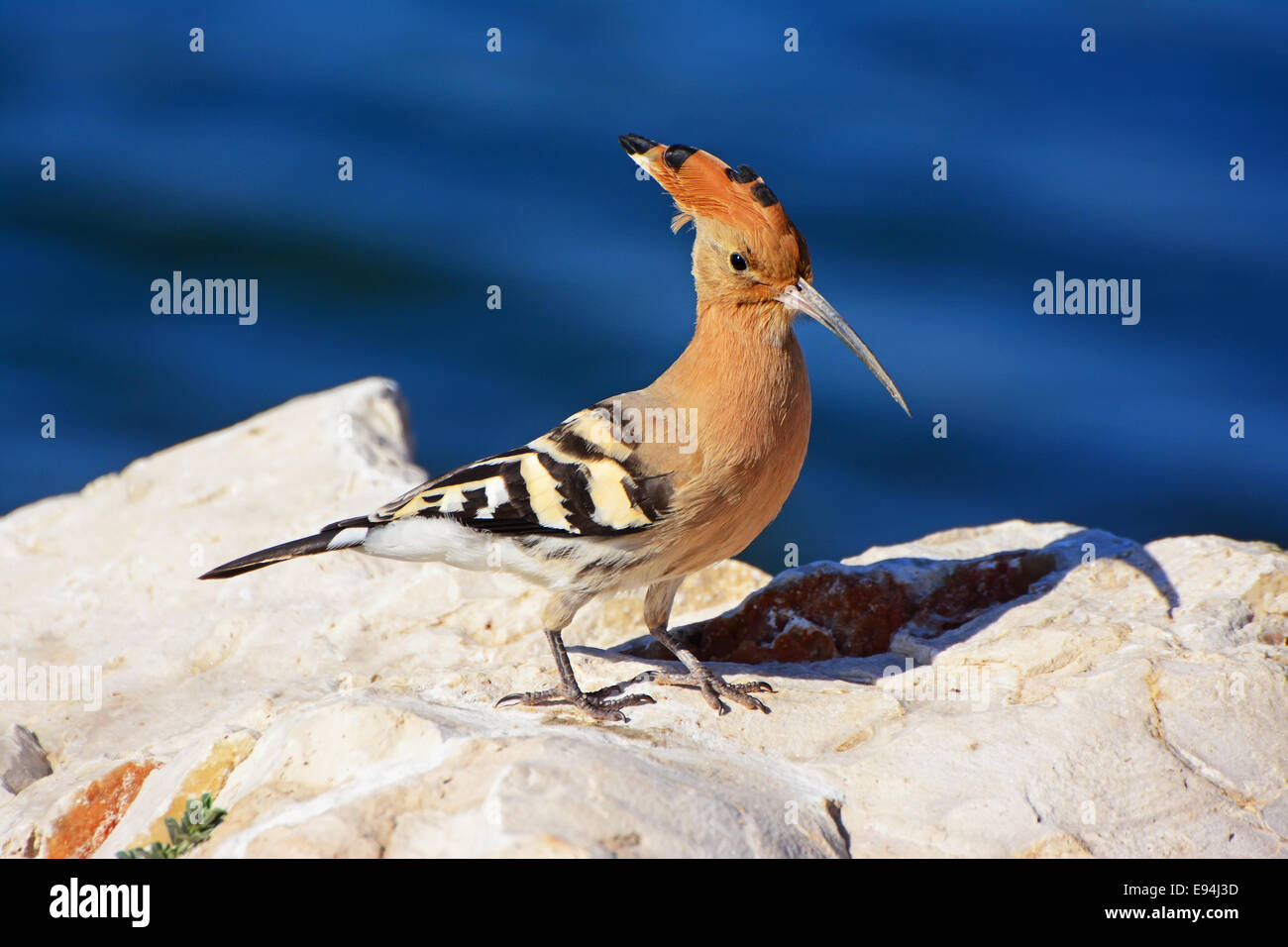 Upupa Upupa epops, su roccia Foto Stock