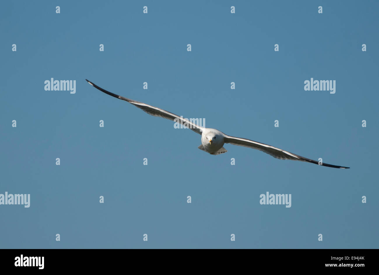 Seagull battenti, vista frontale Foto Stock