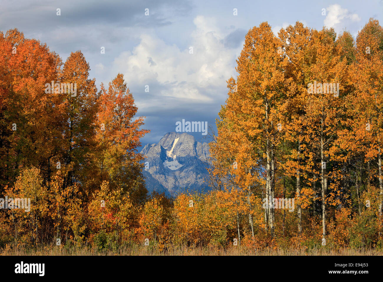Mt Moran cullati dalle colorate vacilla aspens nel Parco Nazionale di Grand Teton, Wyoming Foto Stock