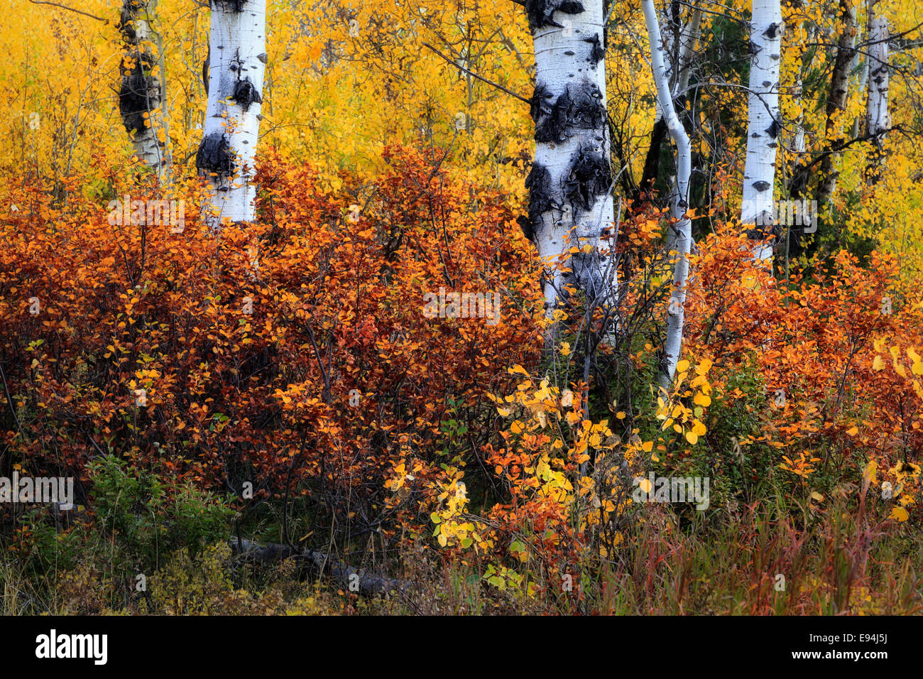 Vivacemente colorato fogliame e il suolo della foresta vicino a Buffalo Valley nel Parco Nazionale di Grand Teton, Wyoming Foto Stock