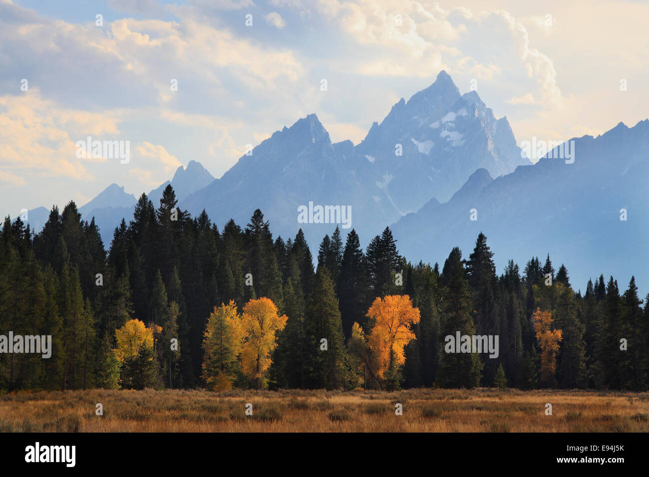 Incandescente autunno aspens sotto il profila forma di Tetons vicino Colter Bay nel Parco Nazionale di Grand Teton, Wyoming Foto Stock