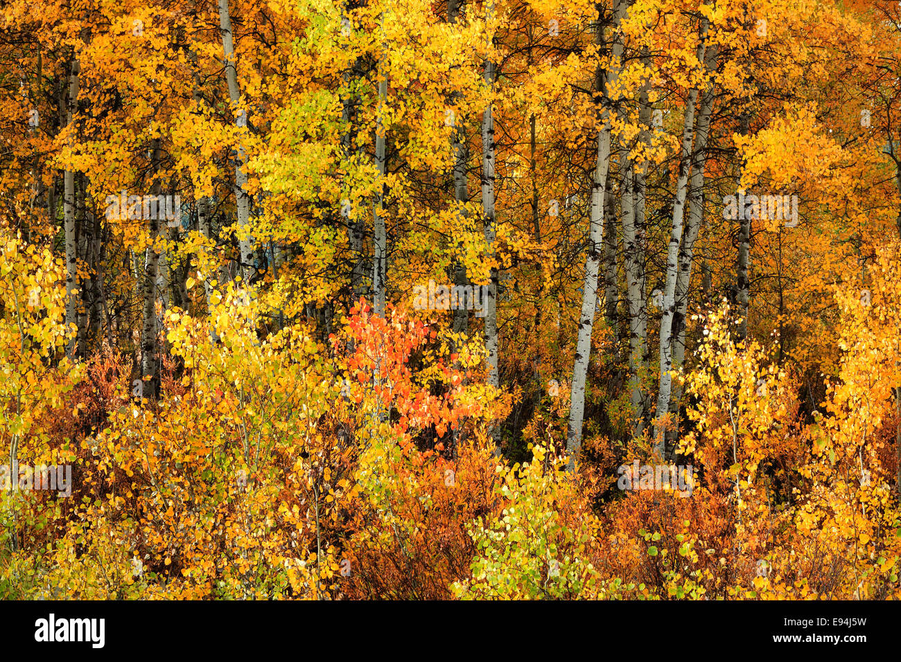 Vivacemente colorato fogliame di autunno vicino a Willow Flats in Grand Teton National Park, Wyoming Foto Stock