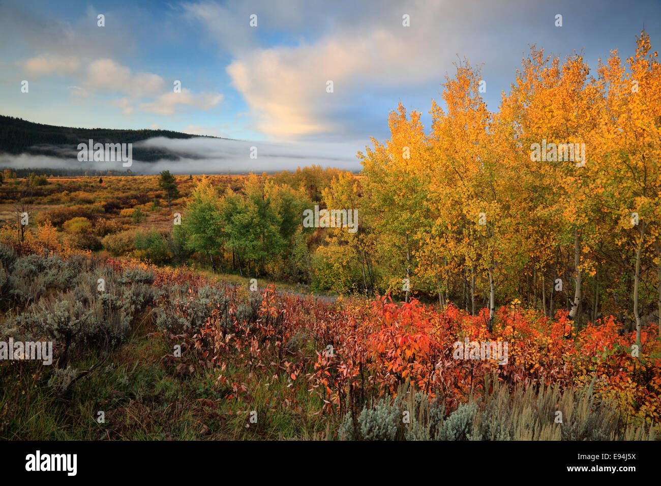 Vivacemente colorato fogliame di autunno a Willow Flats in Grand Teton National Park, Wyoming Foto Stock