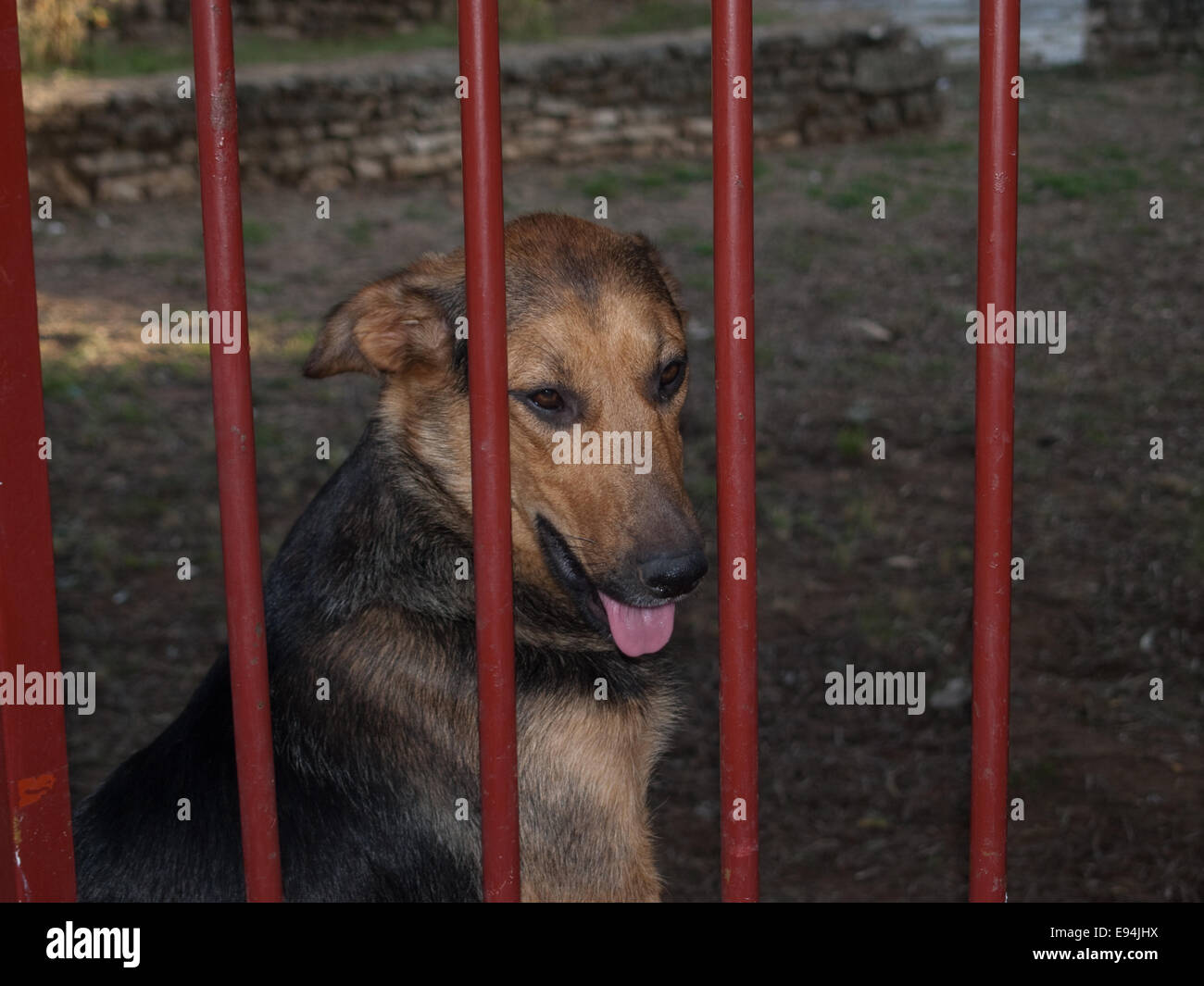 Mongrel dog sitter dietro il giardino dipinto di gate Foto Stock