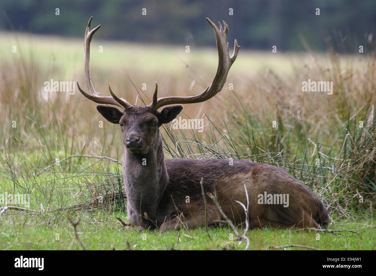 Maschio di daini - Feste di addio al celibato - con grandi corna sdraiato durante l'autunno rut. Foto Stock