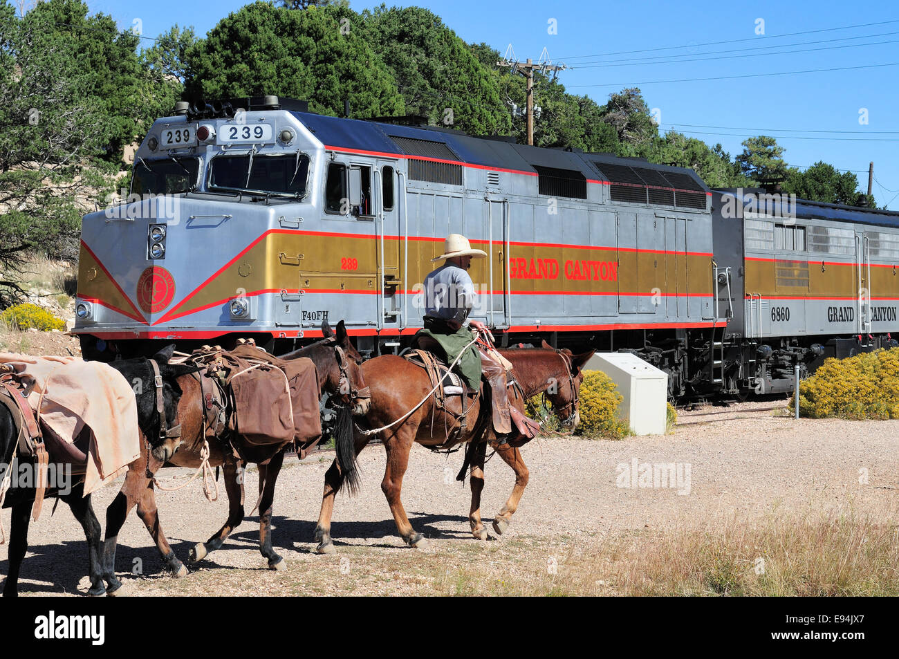 Pack muli di ritorno dal Ranch Fantasma al fondo del Grand Canyon passare un Grand Canyon treno Ferrovie presso il South Rim Foto Stock