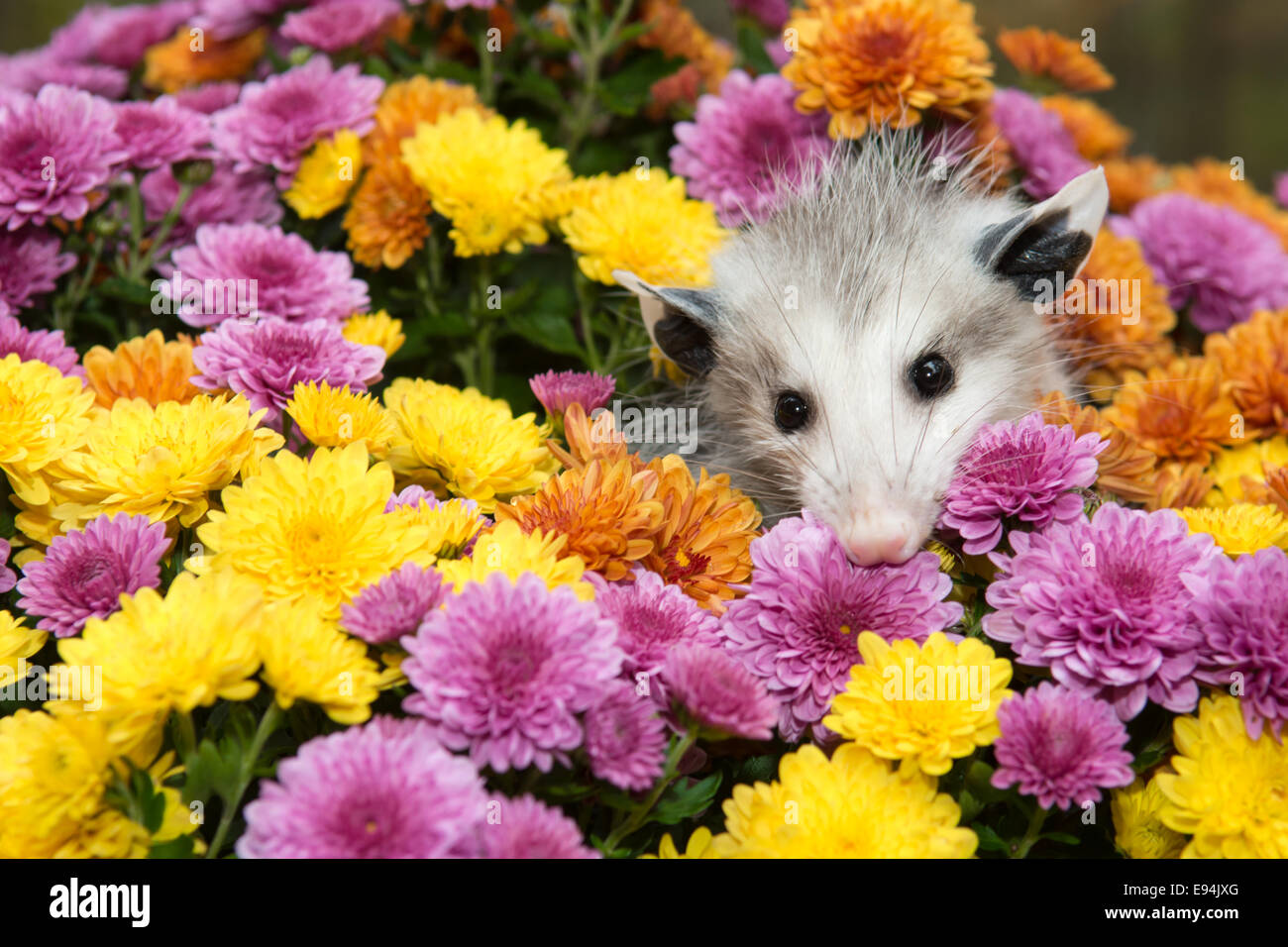 Di opossum nascondendo In mamme Foto Stock