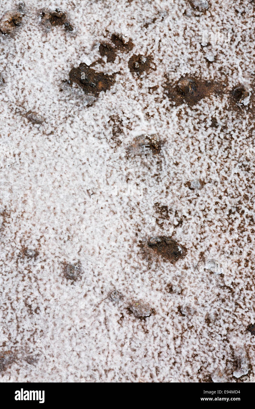 Modelli natura dell'Australia Foto Stock