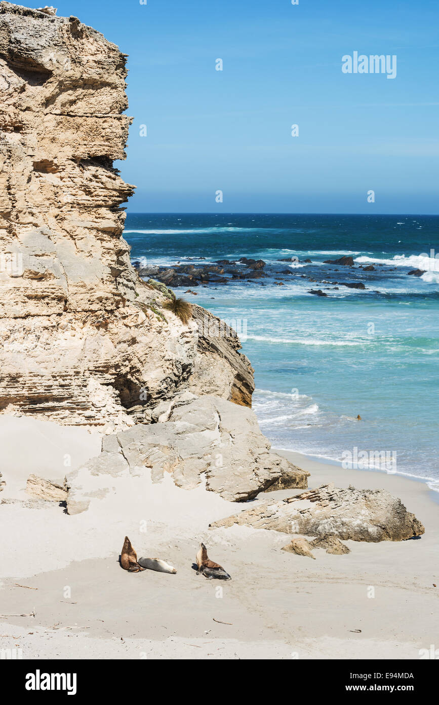 Colonia di leoni marini a Seal Bay, Kangaroo Island, Sud Australia Foto Stock