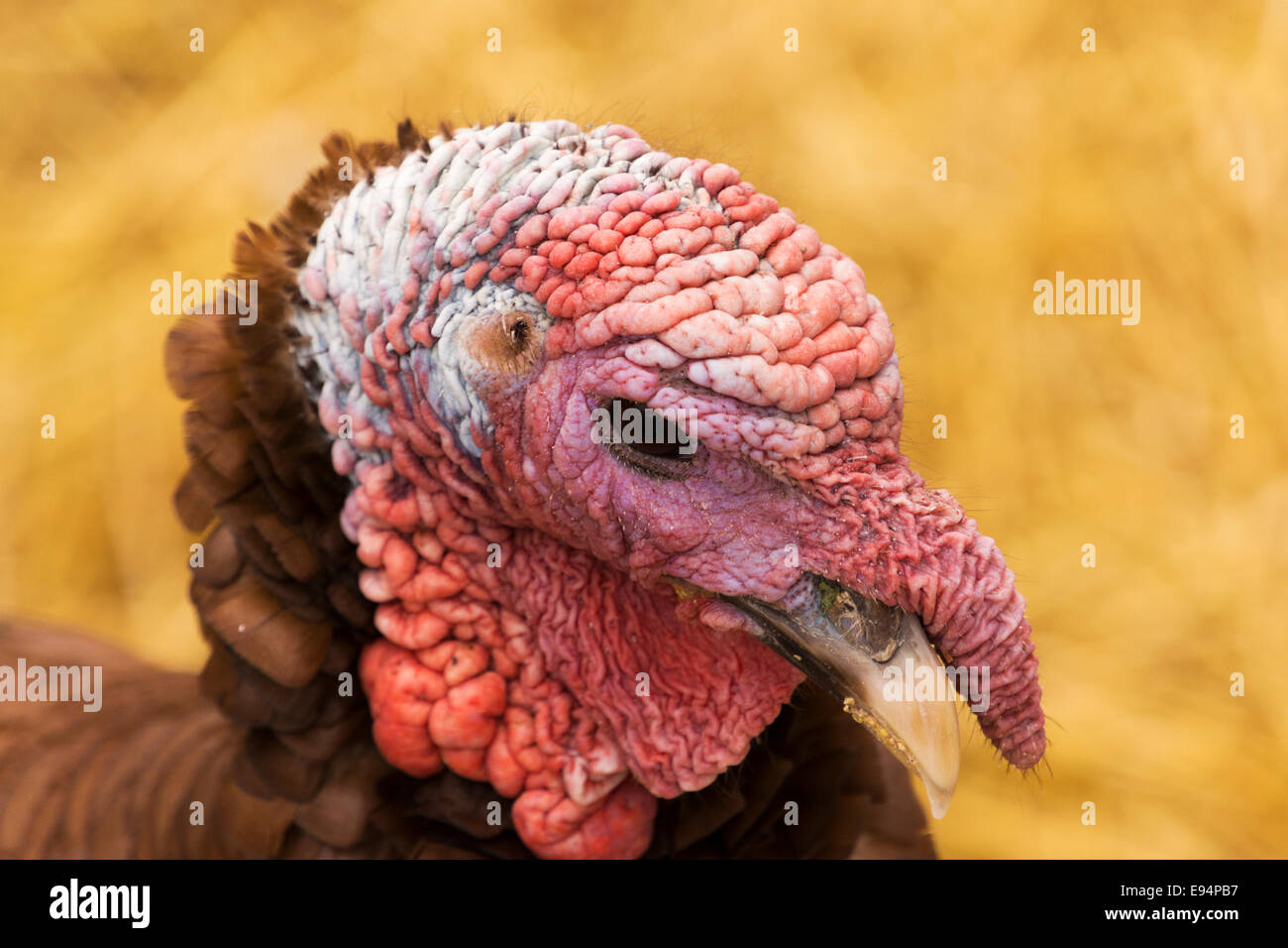 Close-up di un live Wild Turchia testa. La Turchia vive in una fattoria nel nord dell'Illinois, Stati Uniti d'America. Foto Stock