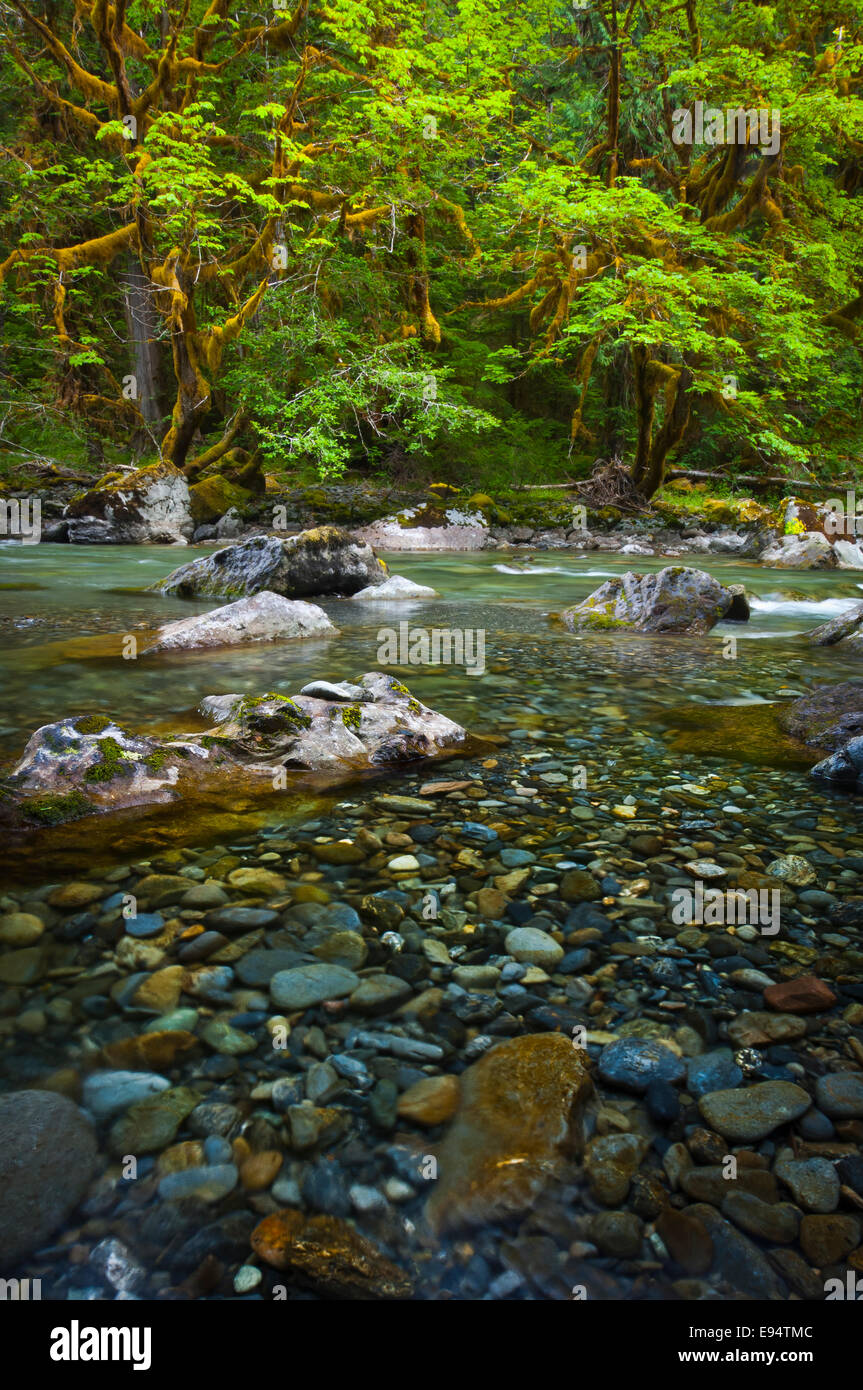 North Fork Skokomish River, Scala Area, il Parco Nazionale di Olympic, Washington, Stati Uniti d'America Foto Stock