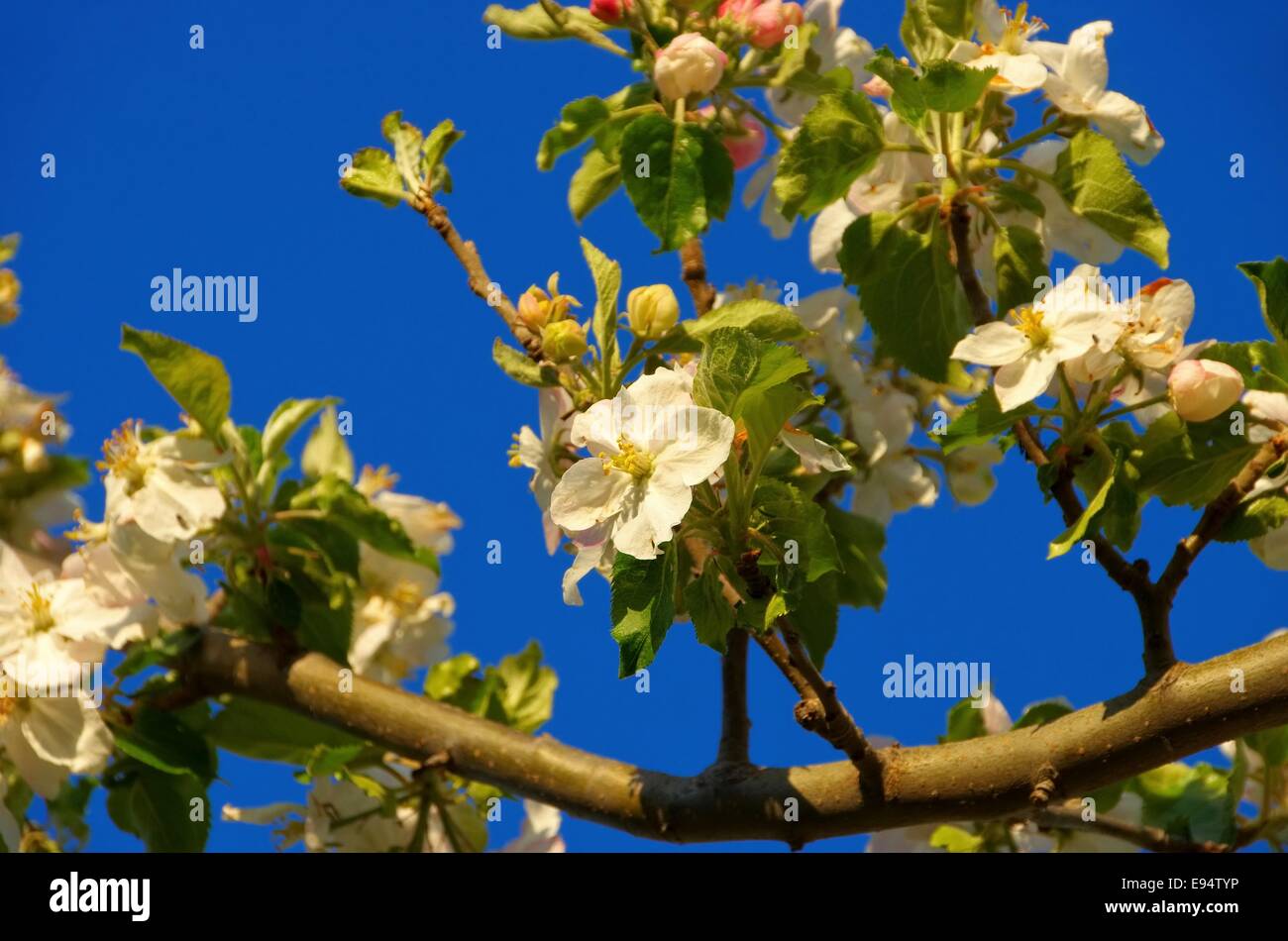 Apfelblüte - Apple Blossom 10 Foto Stock