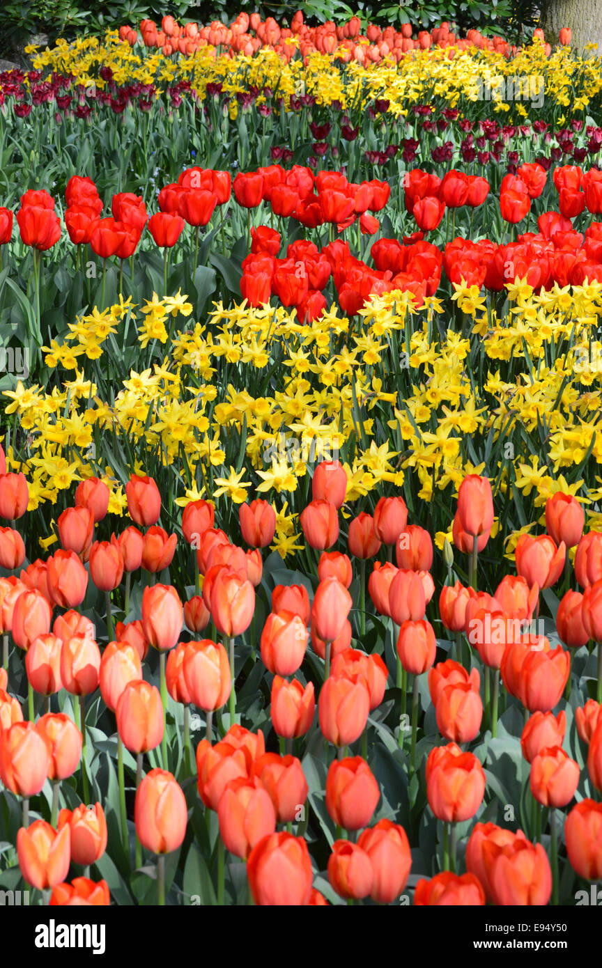 Pesche e tulipani rossi con il daffodils gialla sul display nel giardino keukenhof olanda Foto Stock