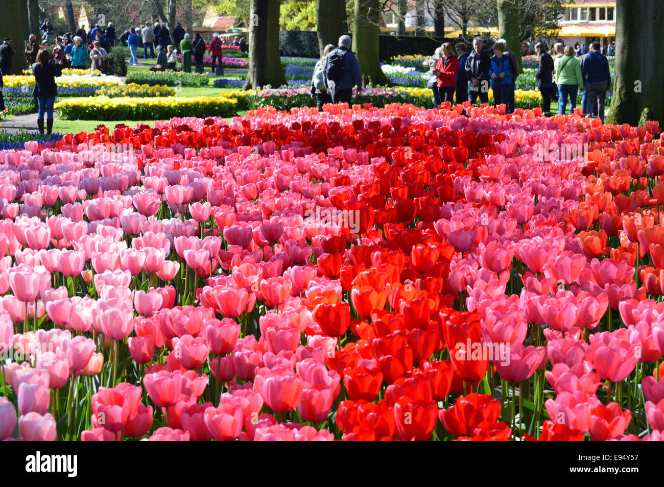 Persone che guardano la Mostra dei Fiori di Primavera nel giardino keukenhof olanda Foto Stock