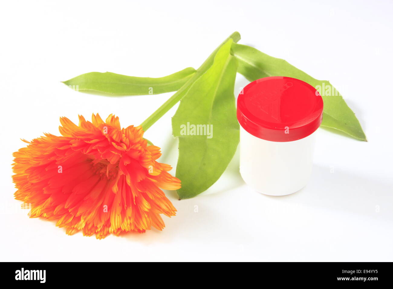 Tagete - Calendula officinalis - Foto Stock