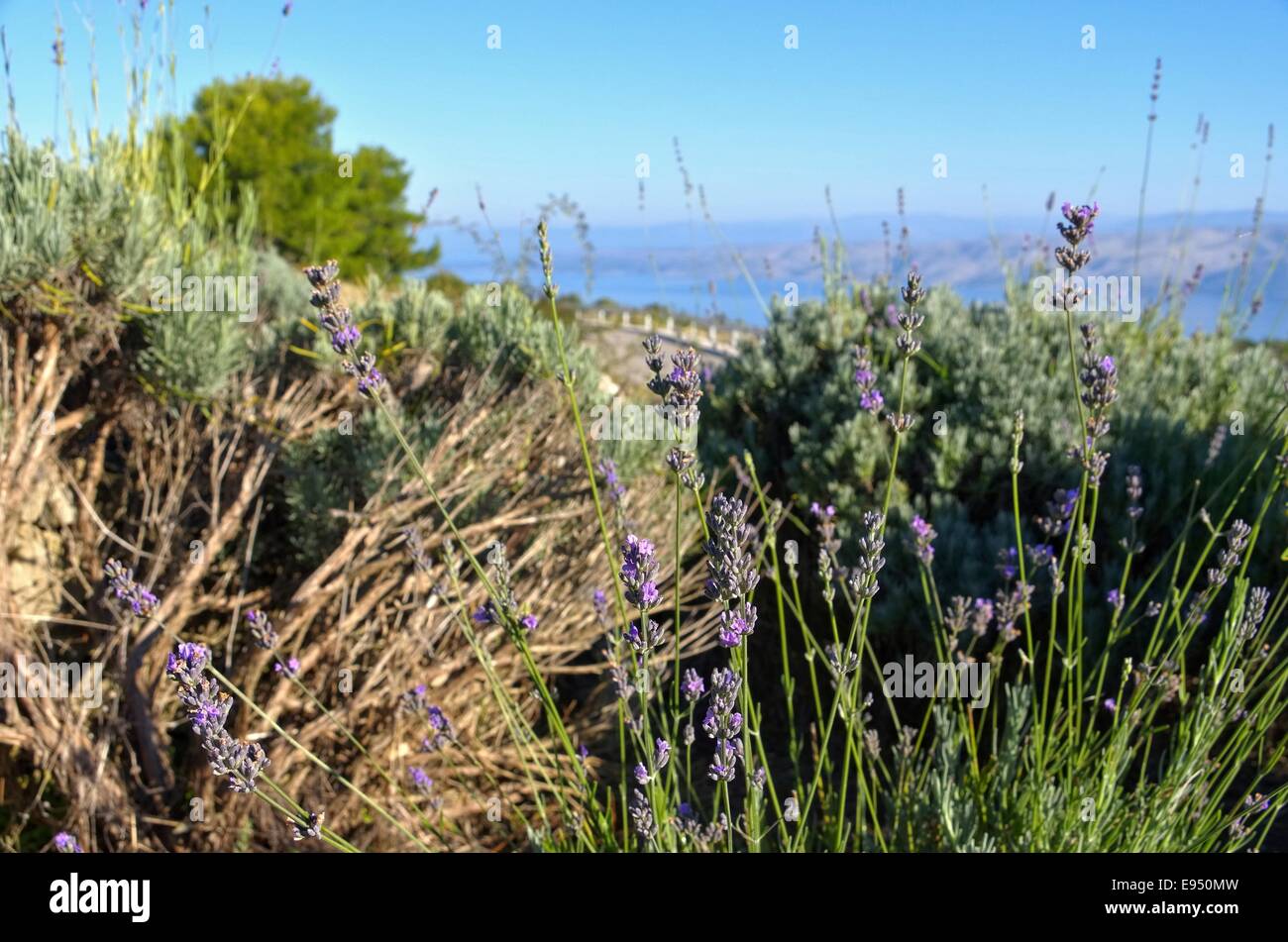 Hvar Landschaft Lavendel - Hvar paesaggio lavanda 01 Foto Stock