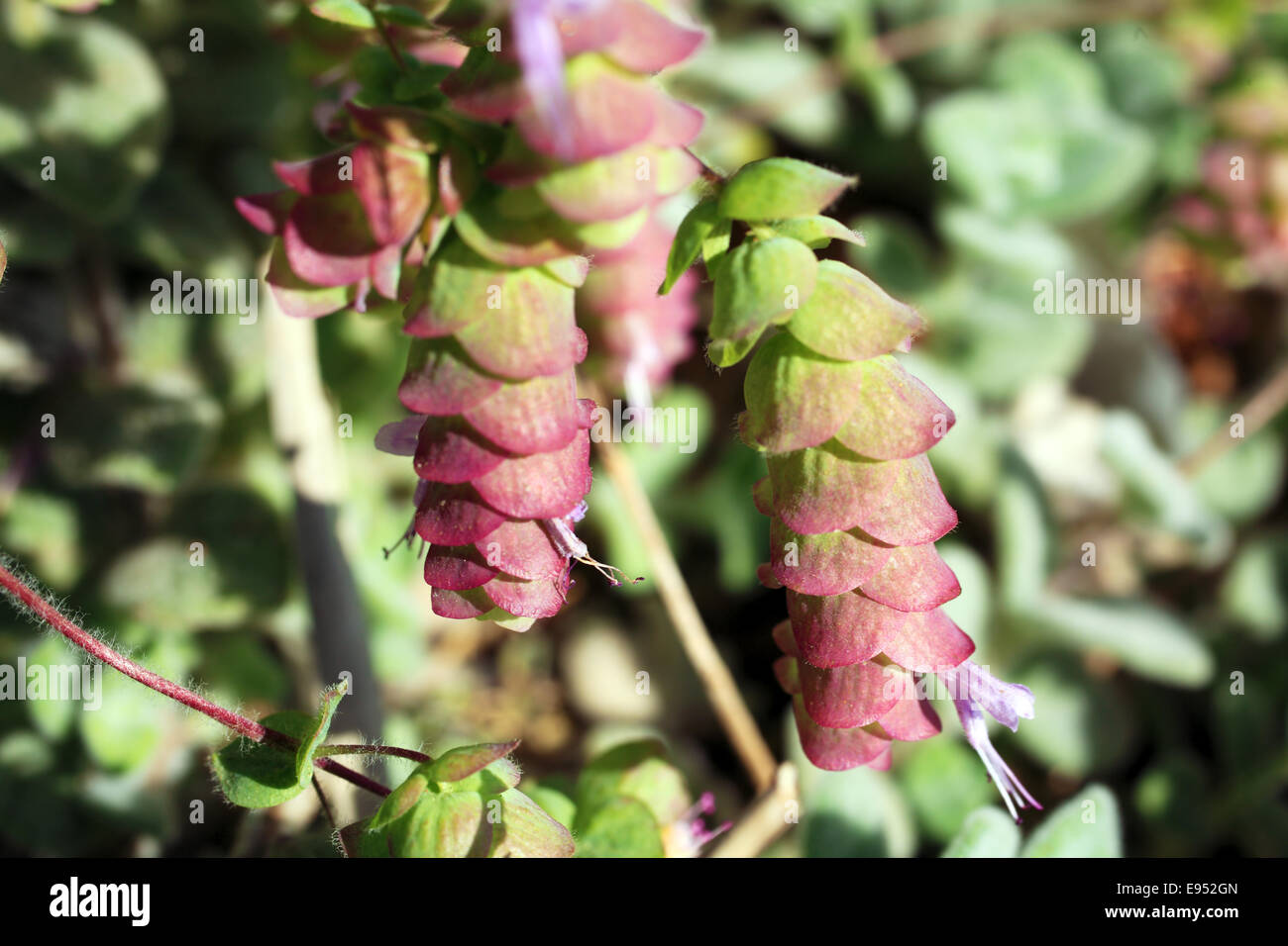 Origanum Dictamnus, Dittany di creta Herb Close-Up Foto Stock