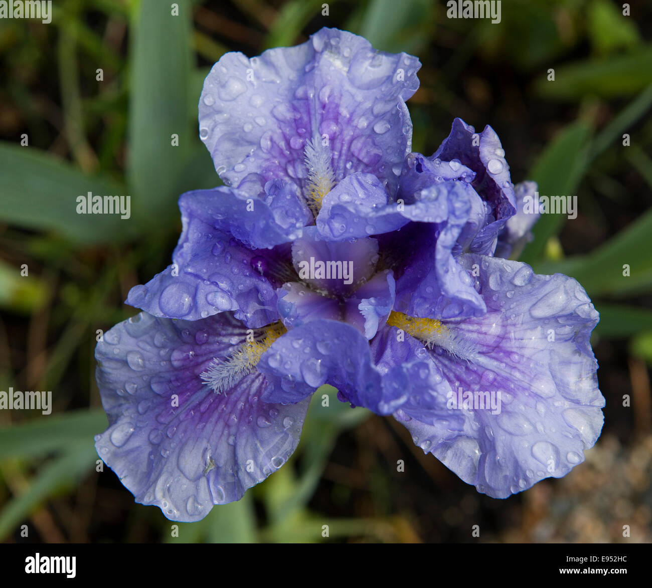 Iris Viola con gocce di pioggia Foto Stock