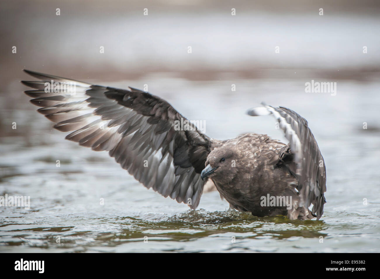 South Polar Skua (Stercorarius maccormicki) a fare il bagno in un laghetto di acqua dolce, Whalers Bay, isola Deception, a sud le isole Shetland Foto Stock