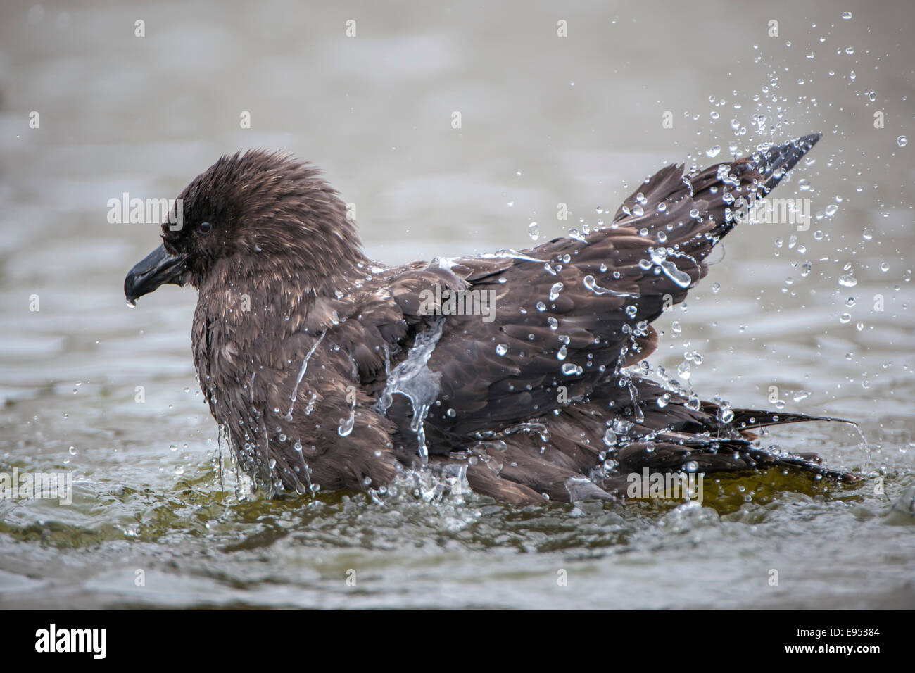 South Polar Skua (Stercorarius maccormicki) a fare il bagno in un laghetto di acqua dolce, Whalers Bay, isola Deception, a sud le isole Shetland Foto Stock