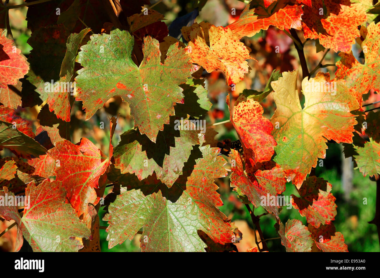 I vigneti di uve, le foglie in autunno, Trollinger, in Winterbach, Remstal valley, Baden-Württemberg, Germania Foto Stock