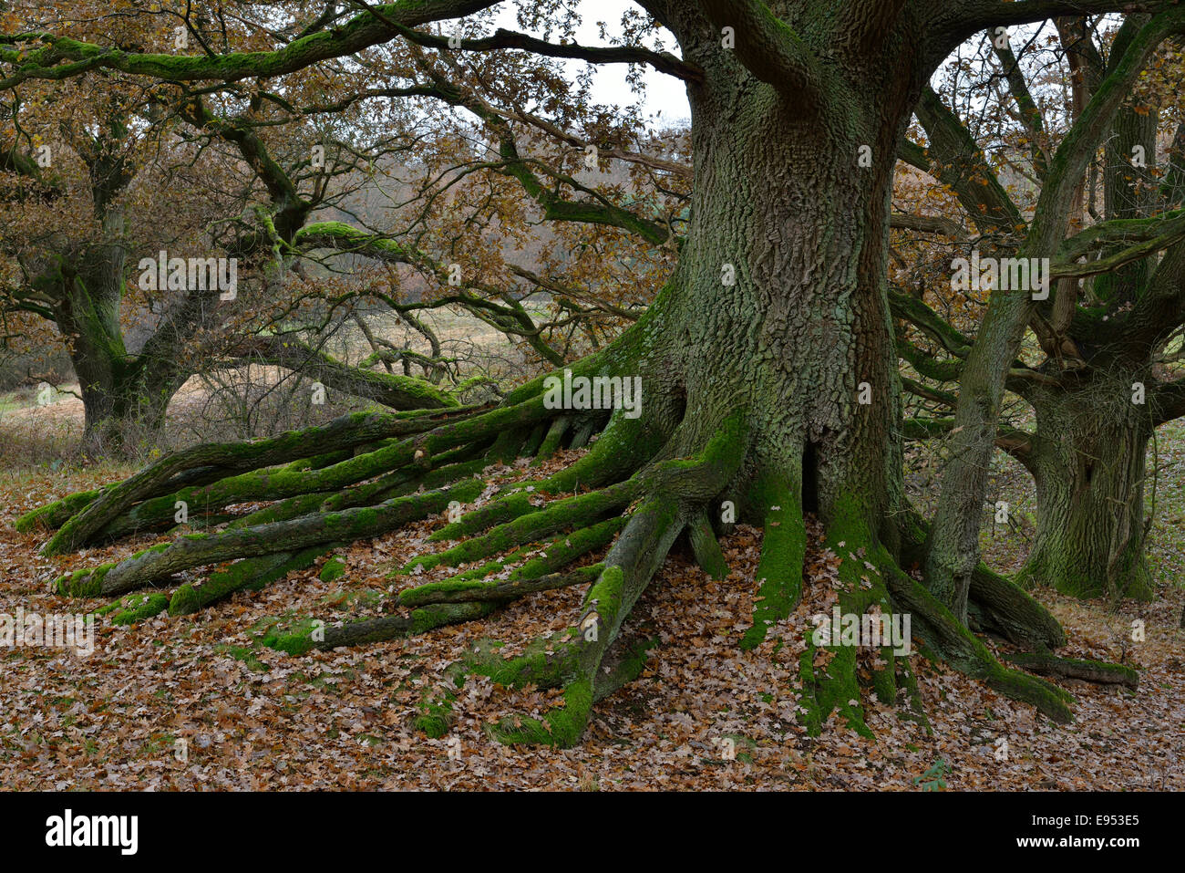 Antica quercia (Quercus robur), Borkener Paradise, Emsland, Bassa Sassonia, Germania Foto Stock