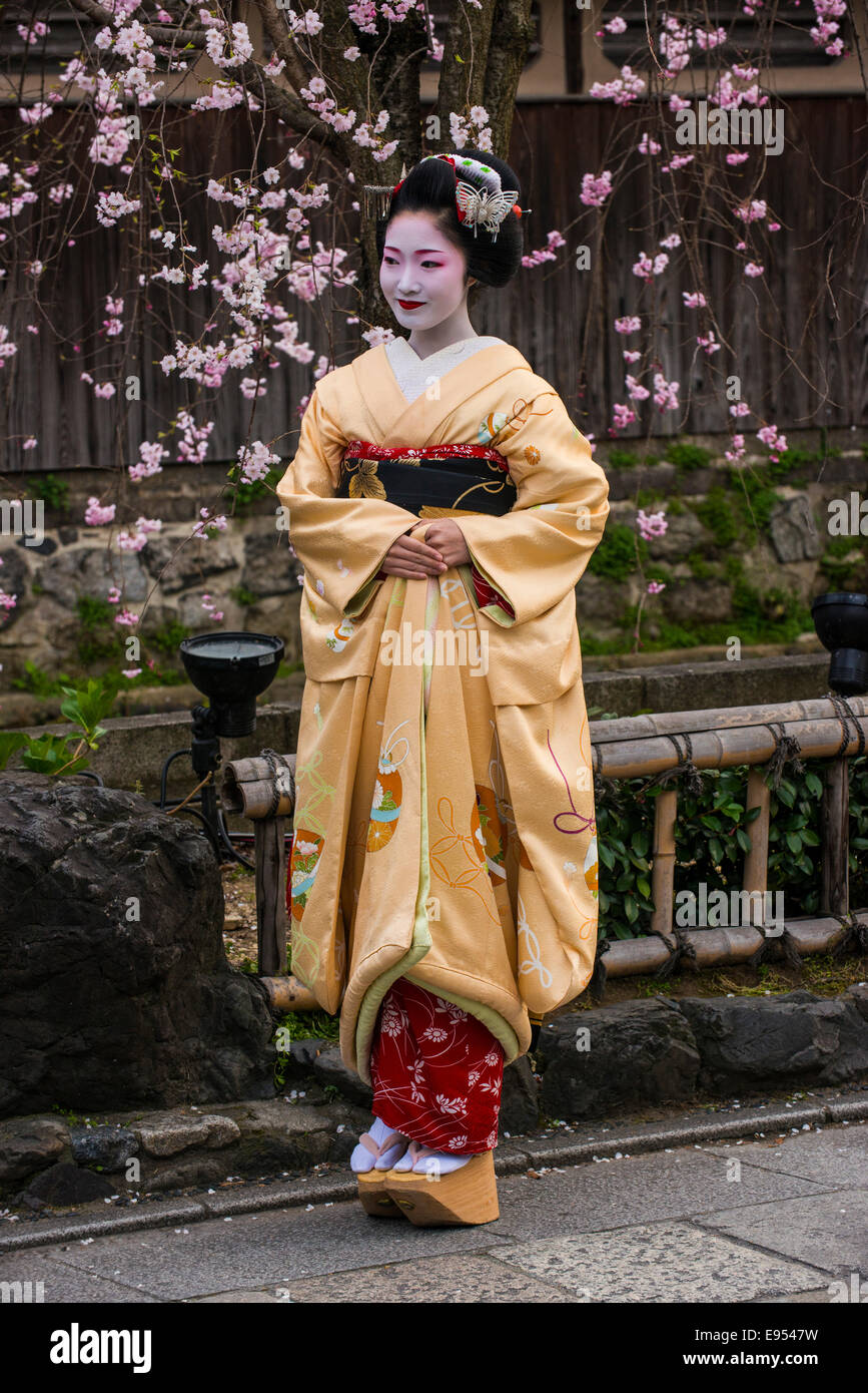 Geisha davanti a una fioritura di ciliegio nel trimestre Geisha Gion, Kyoto, Giappone Foto Stock