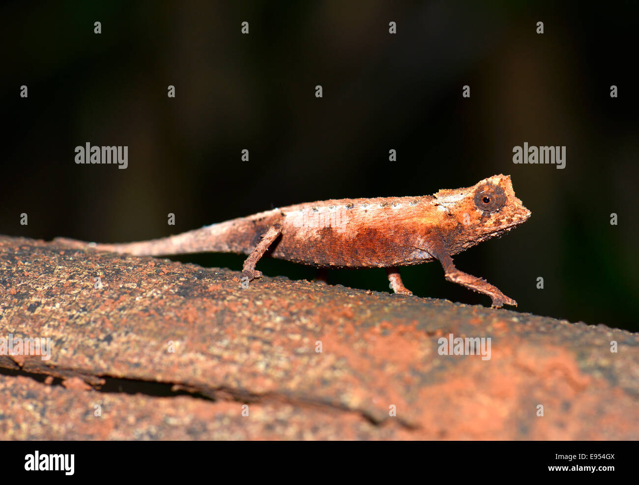 Foglia settentrionale (camaleonte Brookesia ebenaui), Ankarana, il Parco nazionale del Madagascar Foto Stock