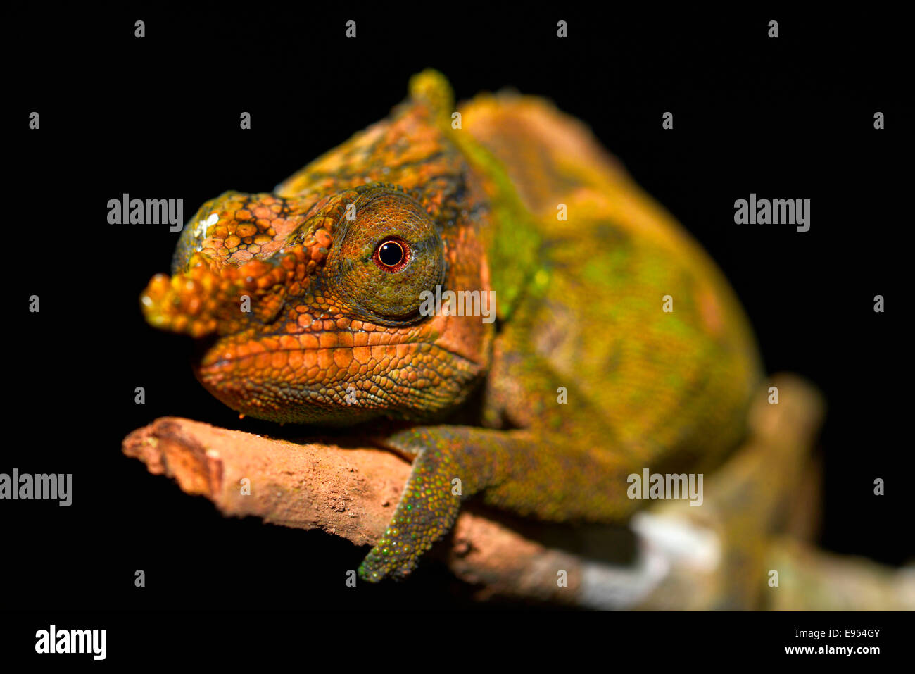 Calumma malthe Chameleon (Calumma malthe), Voimana Parco nazionale del Madagascar Foto Stock