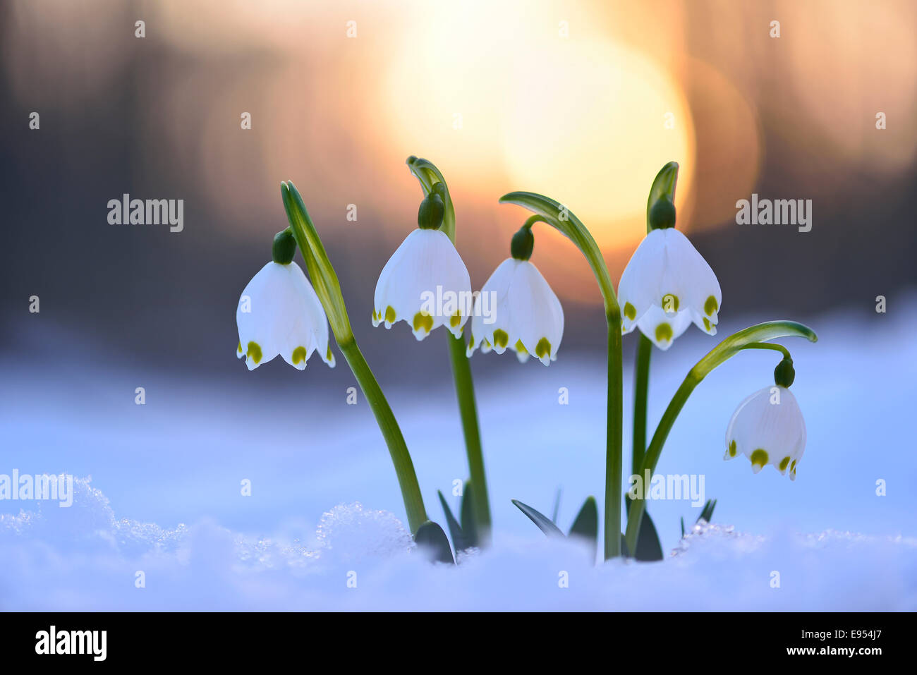 Fiocchi di neve di primavera (Leucojum vernum) cresce attraverso la neve, nella luce della sera, in Sassonia, Germania Foto Stock